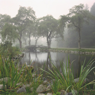 Misty Morning