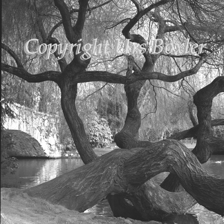  Black Figures in Park