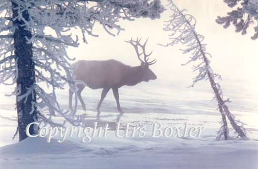  Elk of Yellowstone 