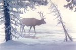 Elk of Yellowstone