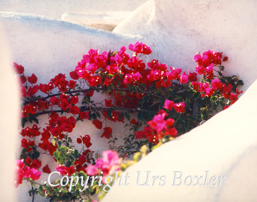  Bougainvillea 