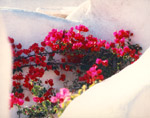 Bougainvillea