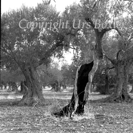  Olive Grove