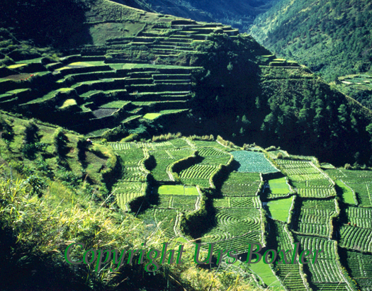  Philippine Vegetable Plots 