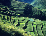 Philippine Vegetable Plots