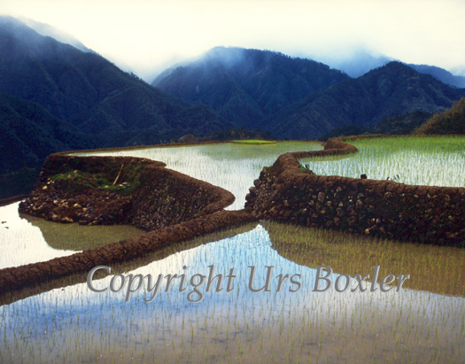  Rice Terraces 