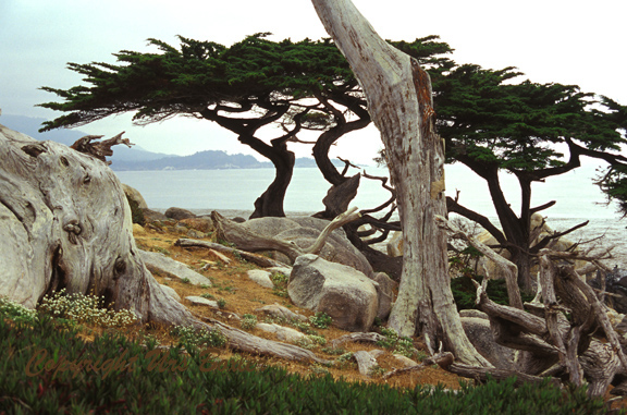  Sculpted Trees