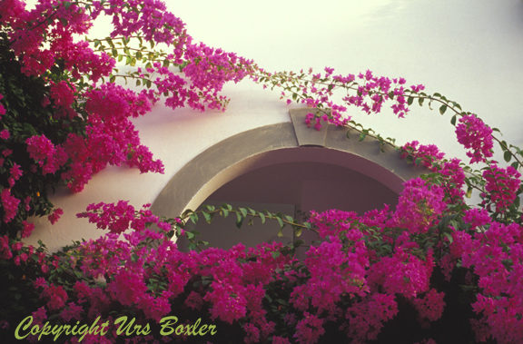  Bougainvillea Arch