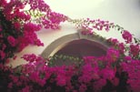 Bougainvillea Arch