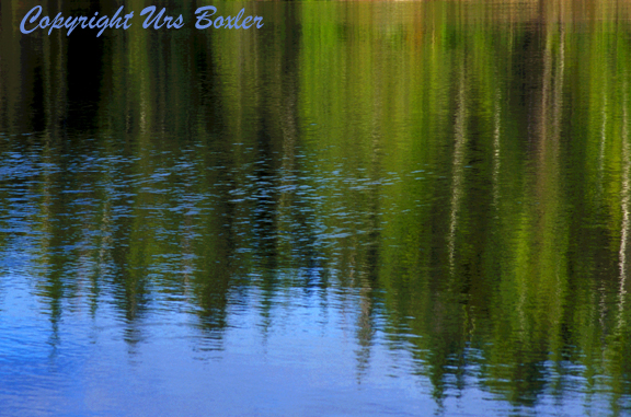  Reflected Foliage 