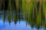 Reflected Foliage